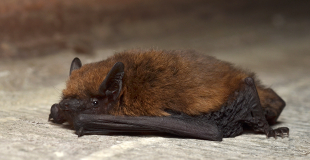 Pipistrelle, petite chauve-souris, véritable alliée contre les moustiques